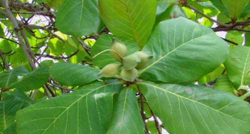 SCIENTIFIC NAME OF INDIAN ALMOND