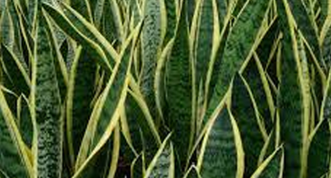 what-is-the-scientific-name-of-snake-plant-answer