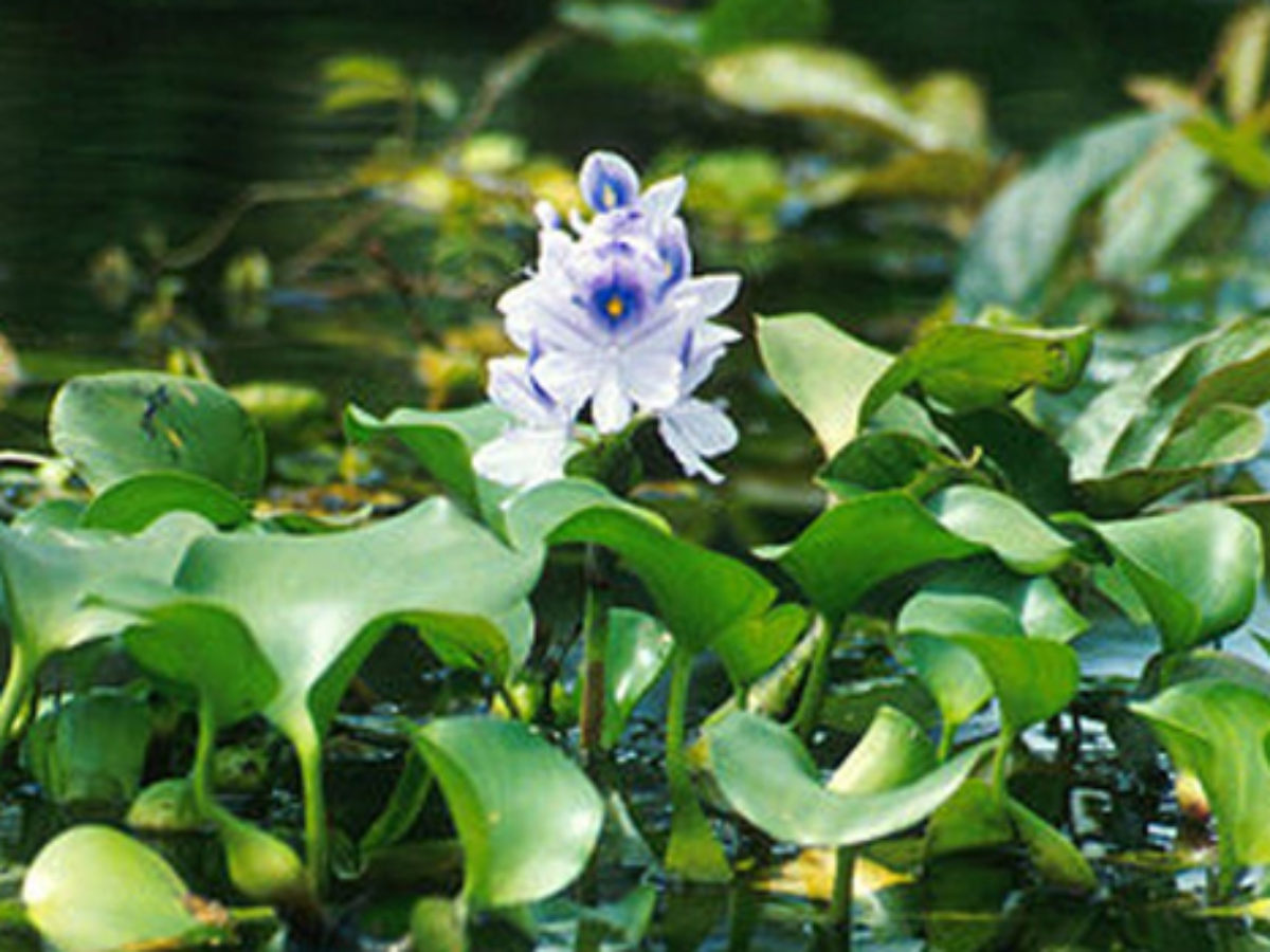 What Is The Scientific Name Of Water Hyacinth Answer