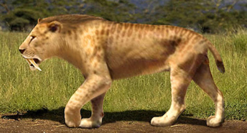 What Is Smilodon? About The Genus Of Saber-Toothed Tiger