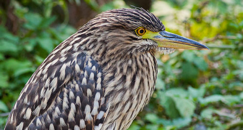 Scientific Name Of Rufous Night Heron