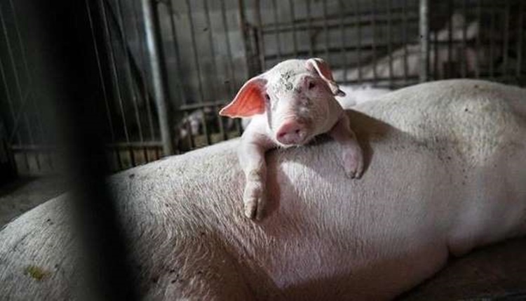 Pork Products