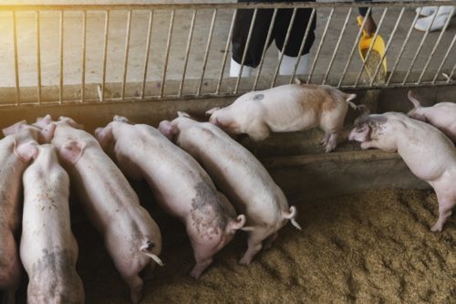 Pork Products