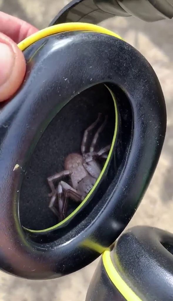 Huge Spider