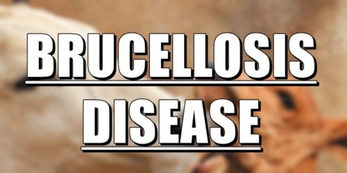 Brucellosis Disease