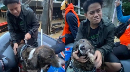 Dog Owner, Pet Rescued Marikina