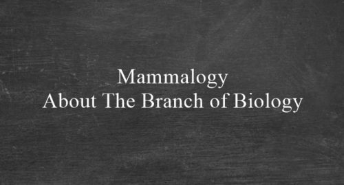MAMMALOGY