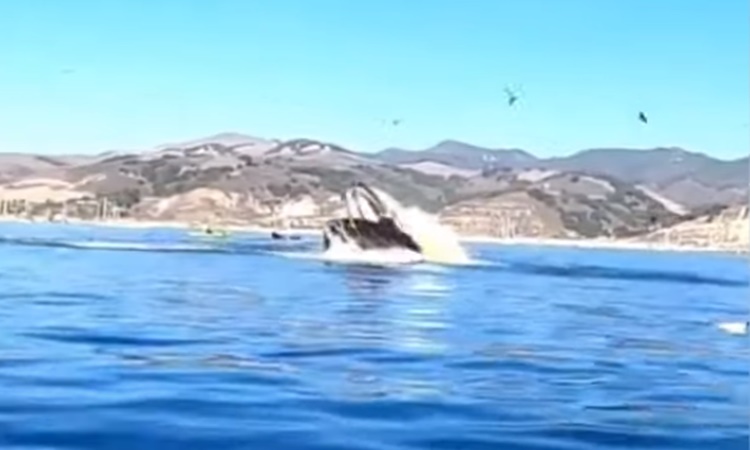 Massive-Humpback-Whale