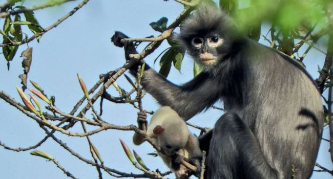 NEW MONKEY SPECIES
