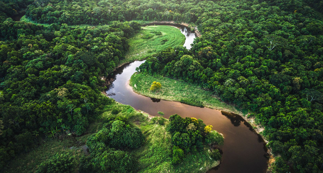 RAINFOREST