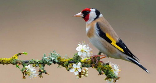 SCIENTIFIC NAME FOR EUROPEAN GOLDFINCH