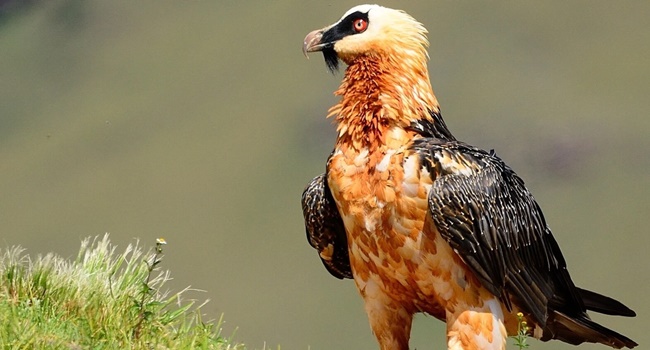 SCIENTIFIC NAME OF BEARDED VULTURE