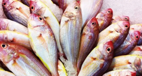 SCIENTIFIC NAME OF BISUGO