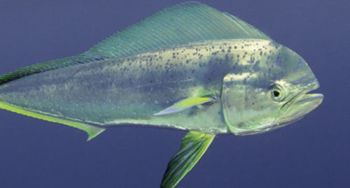 SCIENTIFIC NAME OF COMMON DOLPHINFISH