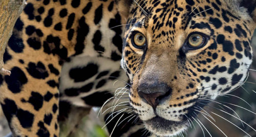 What Is The Scientific Name Of Jaguar? (ANSWER)