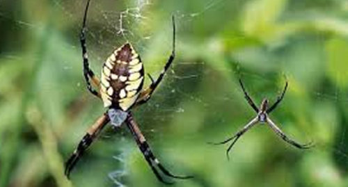 SCIENTIFIC NAME OF YELLOW GARDEN SPIDER