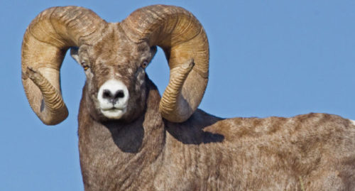 Scientific Name Of Bighorn Sheep