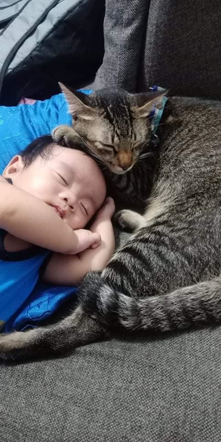 Adorable Cat