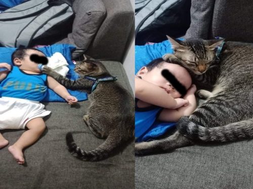 Adorable Cat