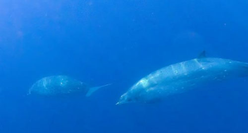NEW BEAKED WHALE SPECIES