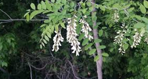 SCIENTIFIC NAME OF BLACK LOCUST