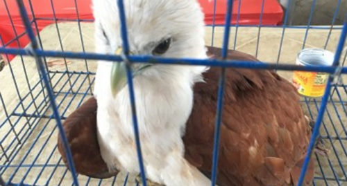 SCIENTIFIC NAME OF BRAHMINY KITE