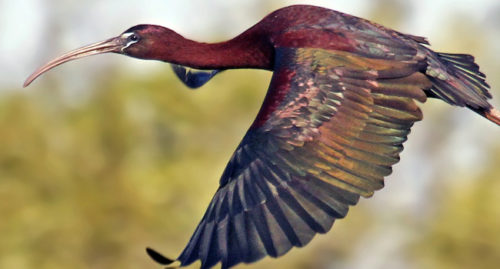 SCIENTIFIC NAME OF GLOSSY IBIS