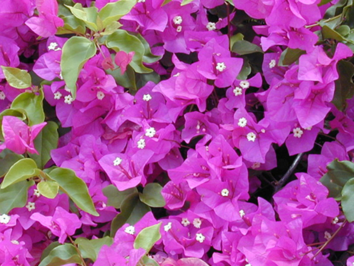 What Is The Scientific Name Of Great Bougainvillea? (ANSWER)