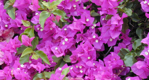 SCIENTIFIC NAME OF GREAT BOUGAINVILLEA