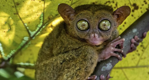 what-is-the-scientific-name-of-philippine-tarsier-answer