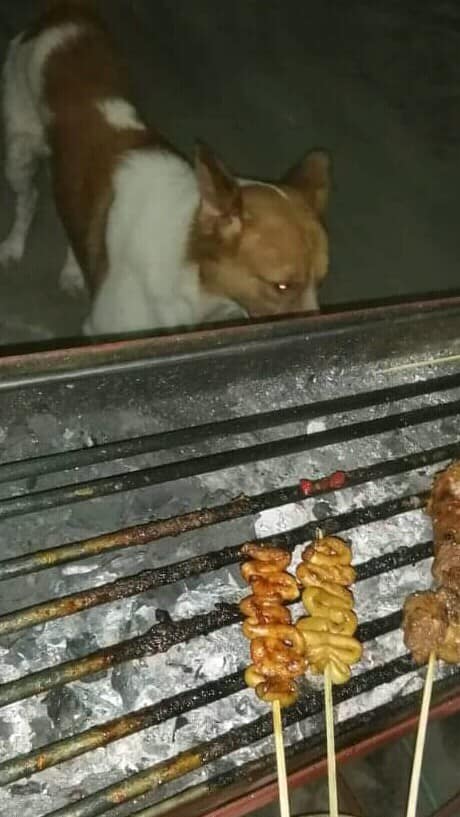 Dog Goes to Grill Station