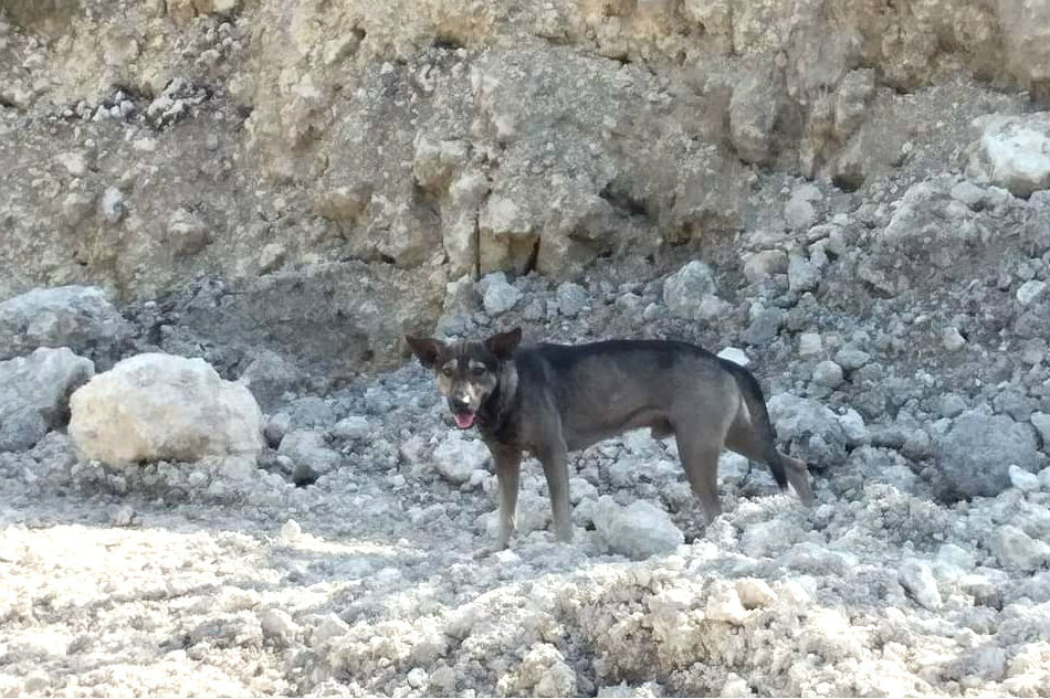 Baby Discovered Stray Dog