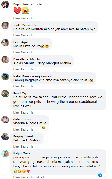 Dog Pet Dead Owner