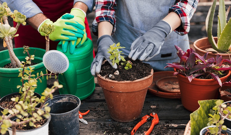 Plantito and Plantita: A Trend Amid Pandemic (Year Ender 2020)