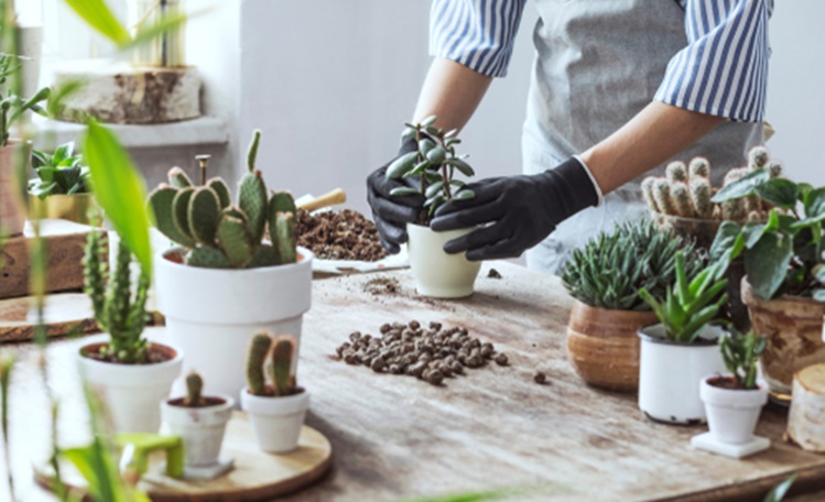 plantito and plantita