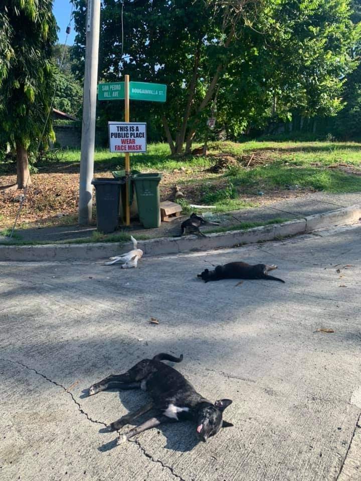 Security Guard Poisoned Dogs