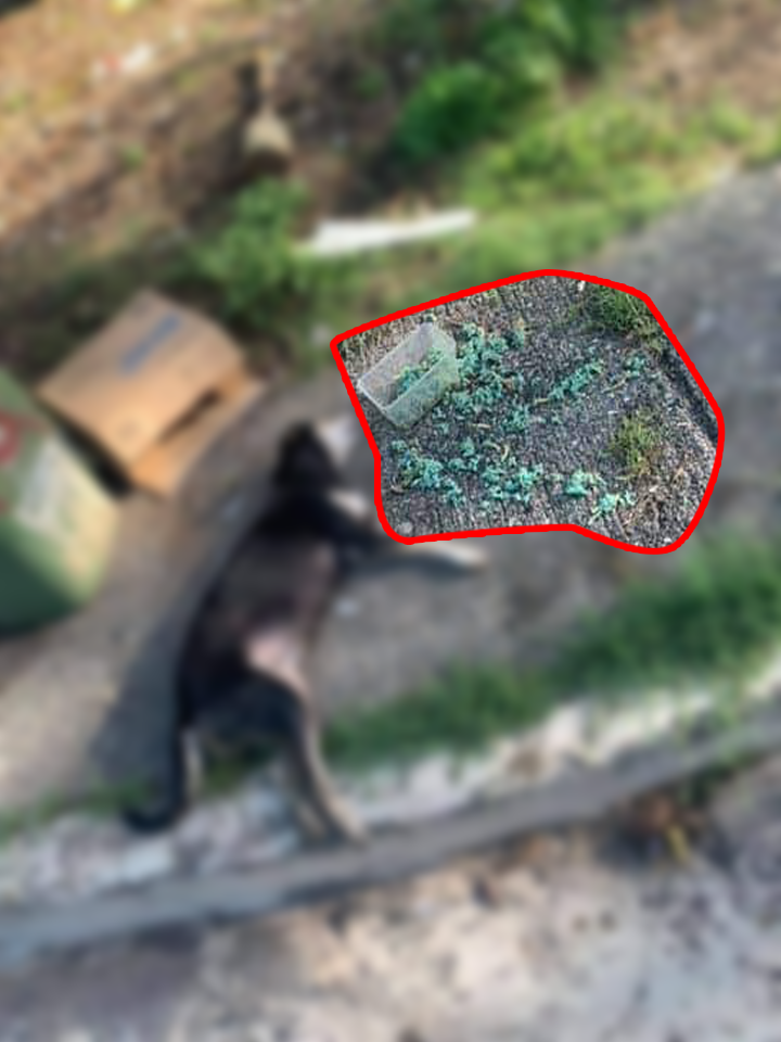 Security Guard Poisoned Dogs