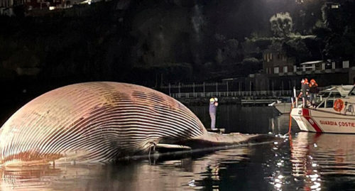 DEAD HUGE WHALE