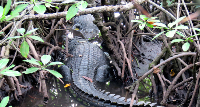 Palawan Records Decreasing Number Of Crocodile Attacks