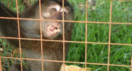 PHILIPPINE LONG-TAILED MACAQUE