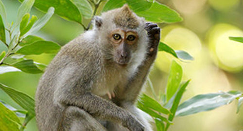 SCIENTIFIC NAME OF PHILIPPINE LONG-TAILED MACAQUE