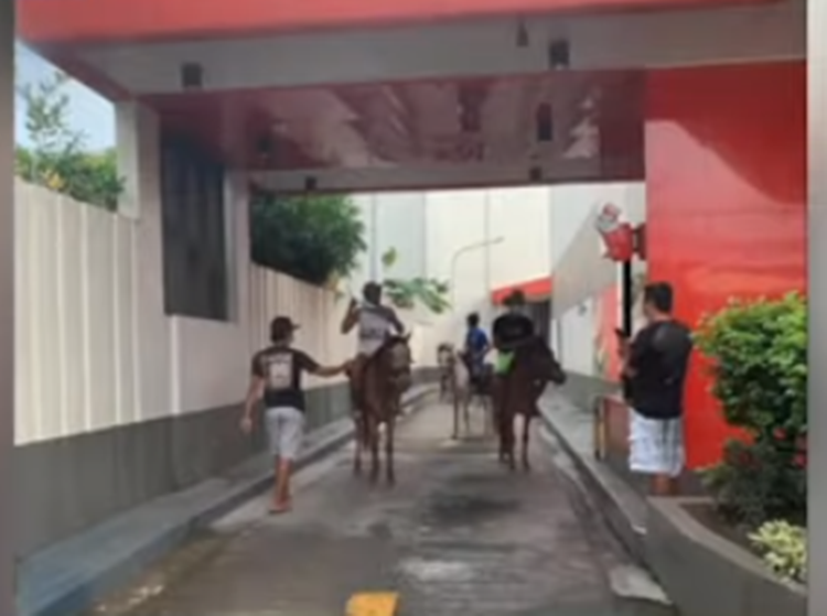 Horses