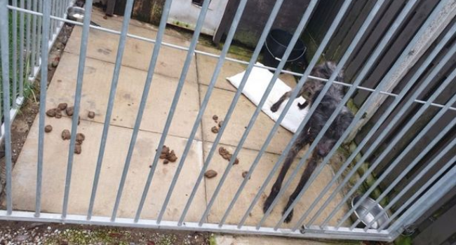 Starving Dog Tries Eating Own Tail After Being Abandoned In Dirty Cage