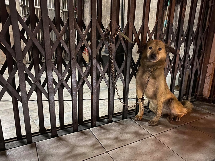 Poor Dog