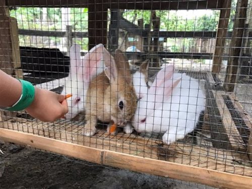 Rabbit Meat Used as Alternative in Pampanga Due to Soaring Pork Meat Prices