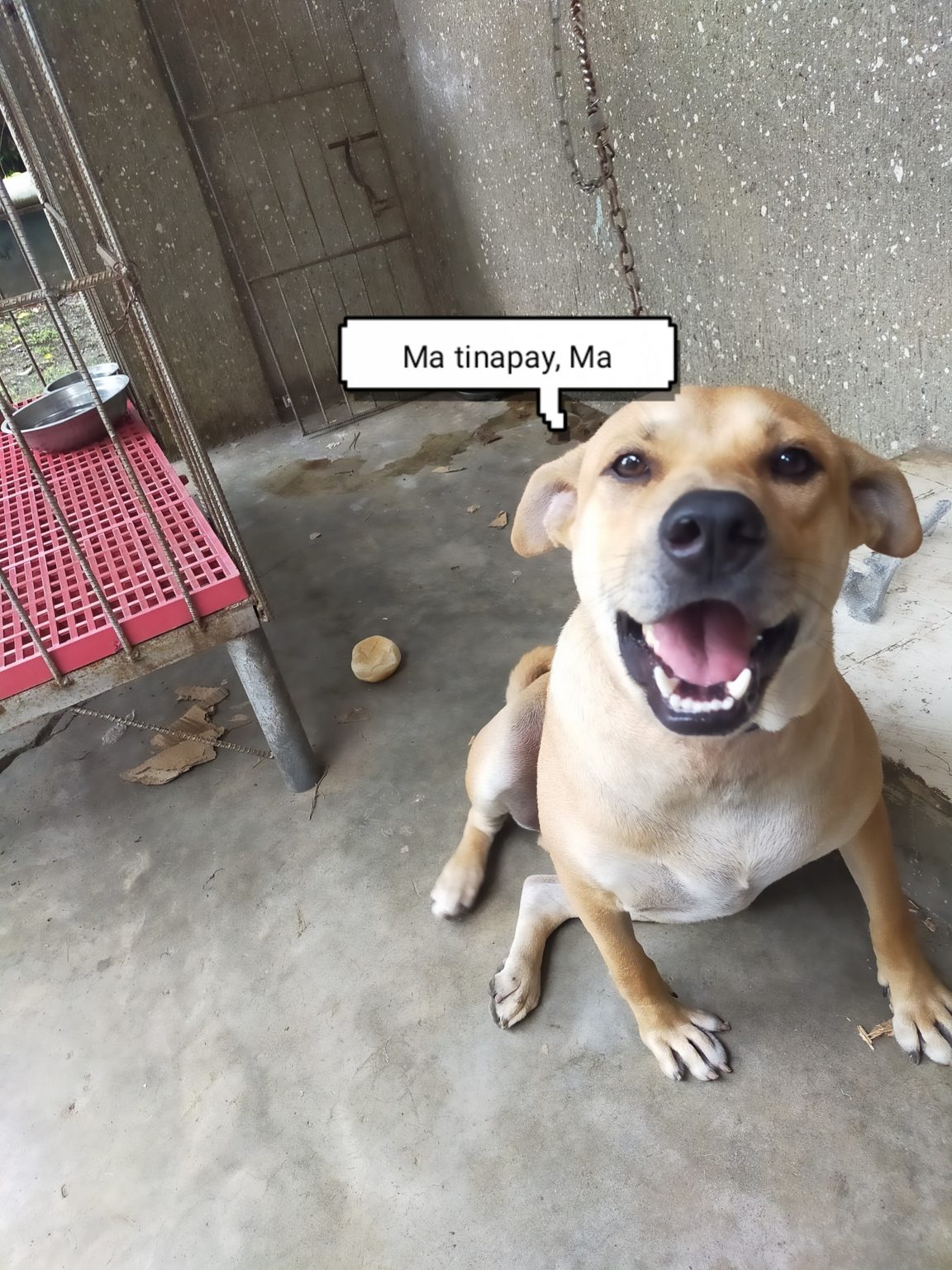 Meet Totskie, The Aspin Dog Who Wins International Pet Contest