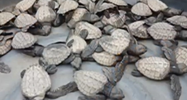 200 SEA TURTLES