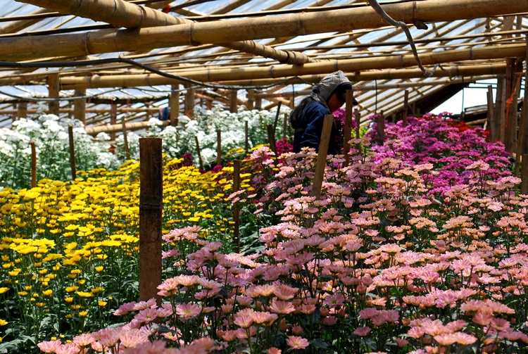 Benguet Flower Farmers