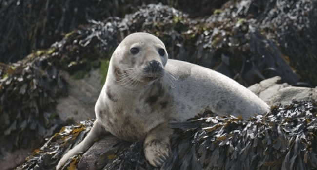 What Is The Scientific Name Of Grey Seal? (ANSWER)