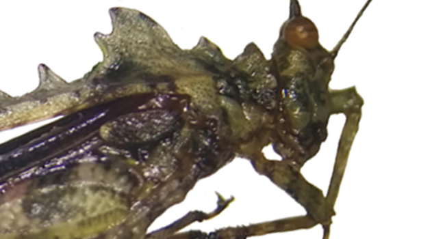 SCIENTIFIC NAME OF MINDANAO HORNED PYGMY DEVIL